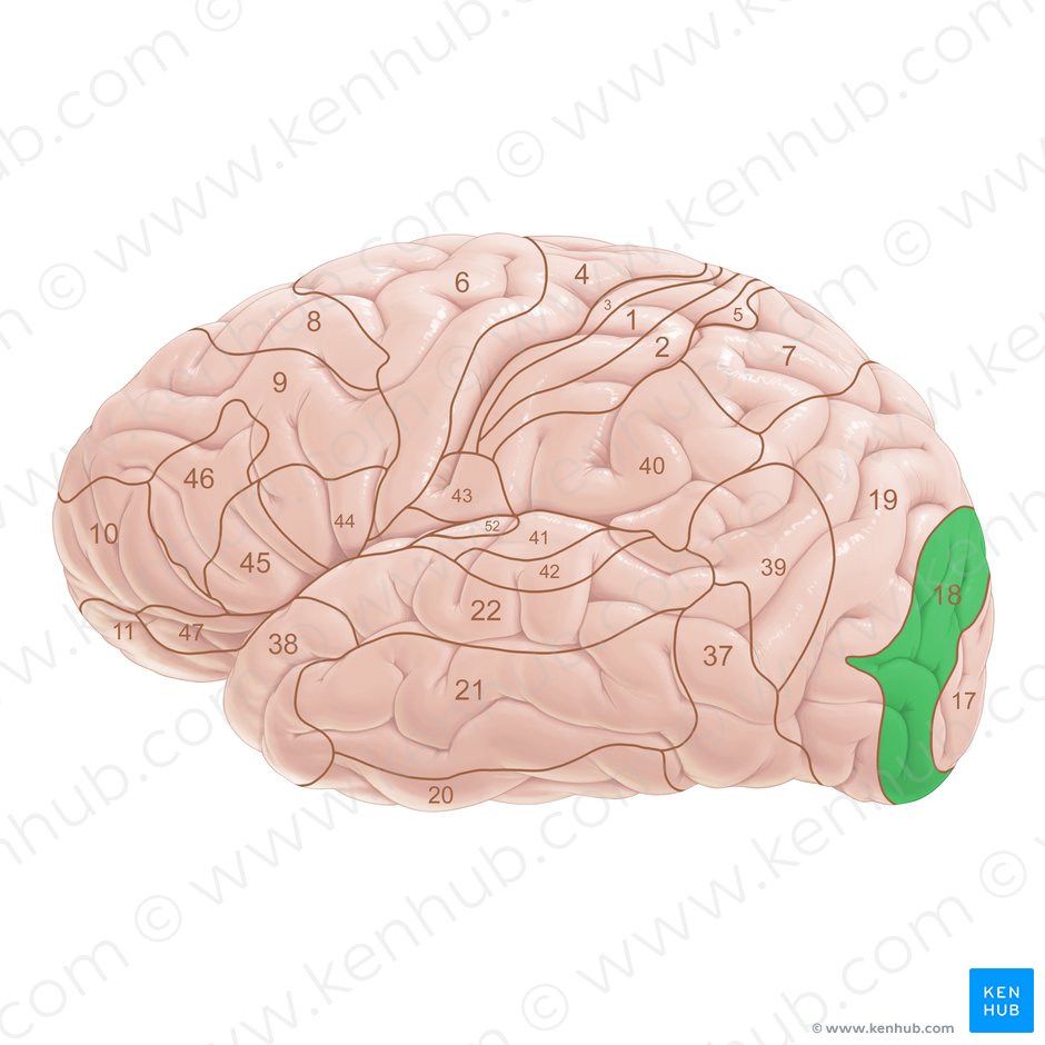 Occipital Lobe Flashcards